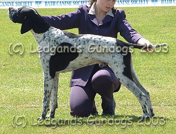 Limit Dog